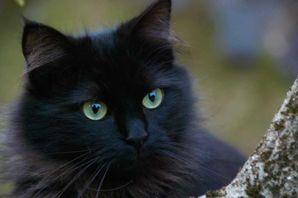 ฝันเห็นแมวดำ​